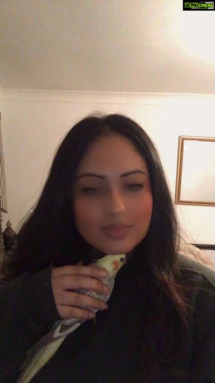 Nikesha Patel - 2.2K Likes - When your told your not loved anymore!!!! No more play time! #mypet #bird #cockatel #funnypet #funnyanimals #petsofinstagram #cockateils #animals