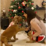 Nikki Galrani Instagram - The best of all gifts under my Christmas Tree is the love of these Three ♥️ @thepawsomeboys P.S - It’s Hulk’s first Christmas🐶