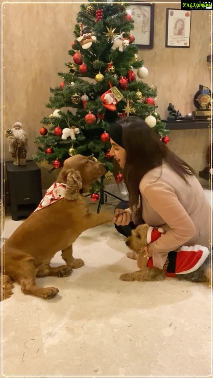 Nikki Galrani Instagram - The best of all gifts under my Christmas Tree is the love of these Three ♥️ @thepawsomeboys P.S - It’s Hulk’s first Christmas🐶
