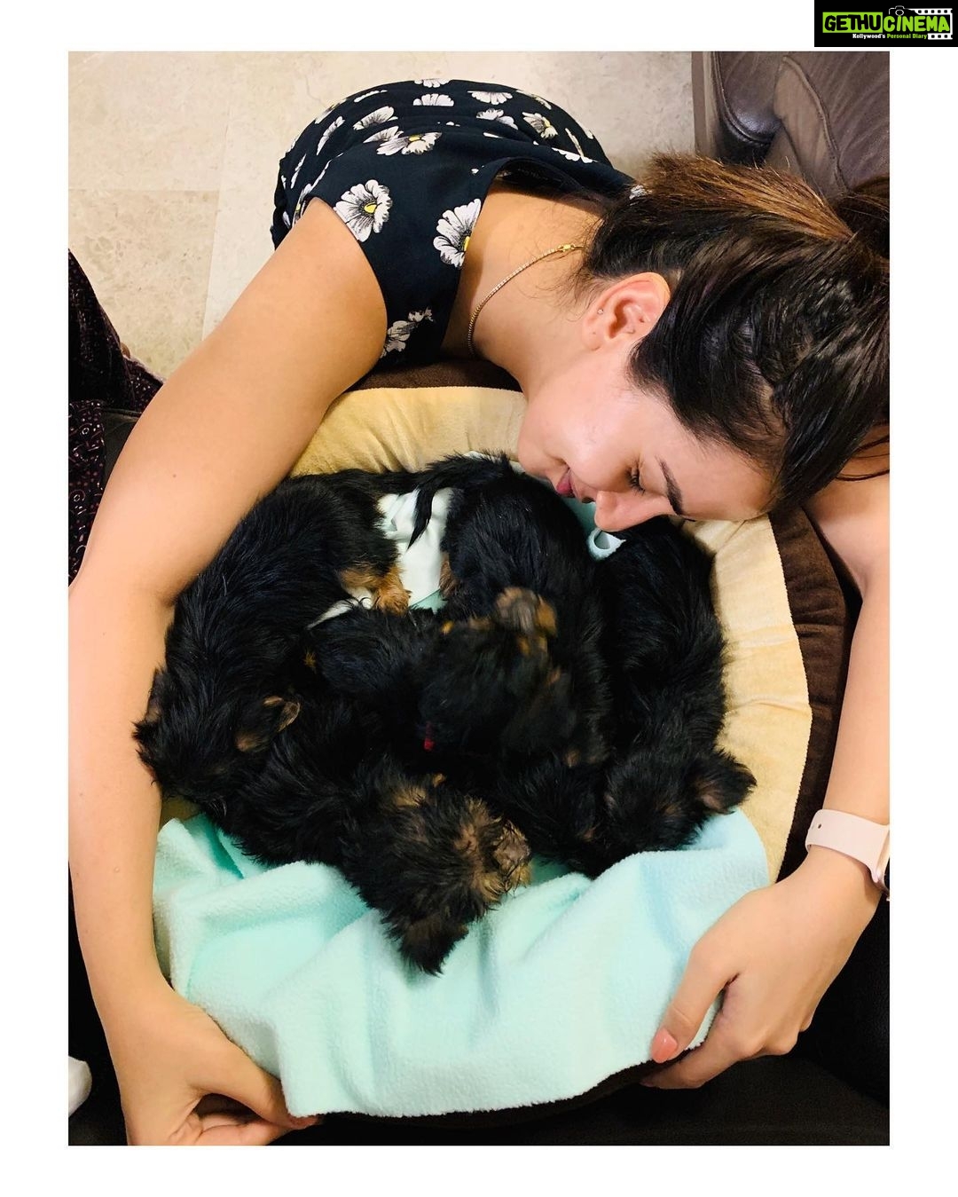 Nikki Galrani Instagram - Two Steps to Happiness : 1. Get A Dog 2. Get More Dogs 🐶