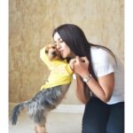 Nikki Galrani Instagram – My little bundle of #Happiness 💛🐶
#BigThingsComeInSmallPackages #KingKong
P.C – @chennaitimestoi @praveentyagarajan @sharanya_cr