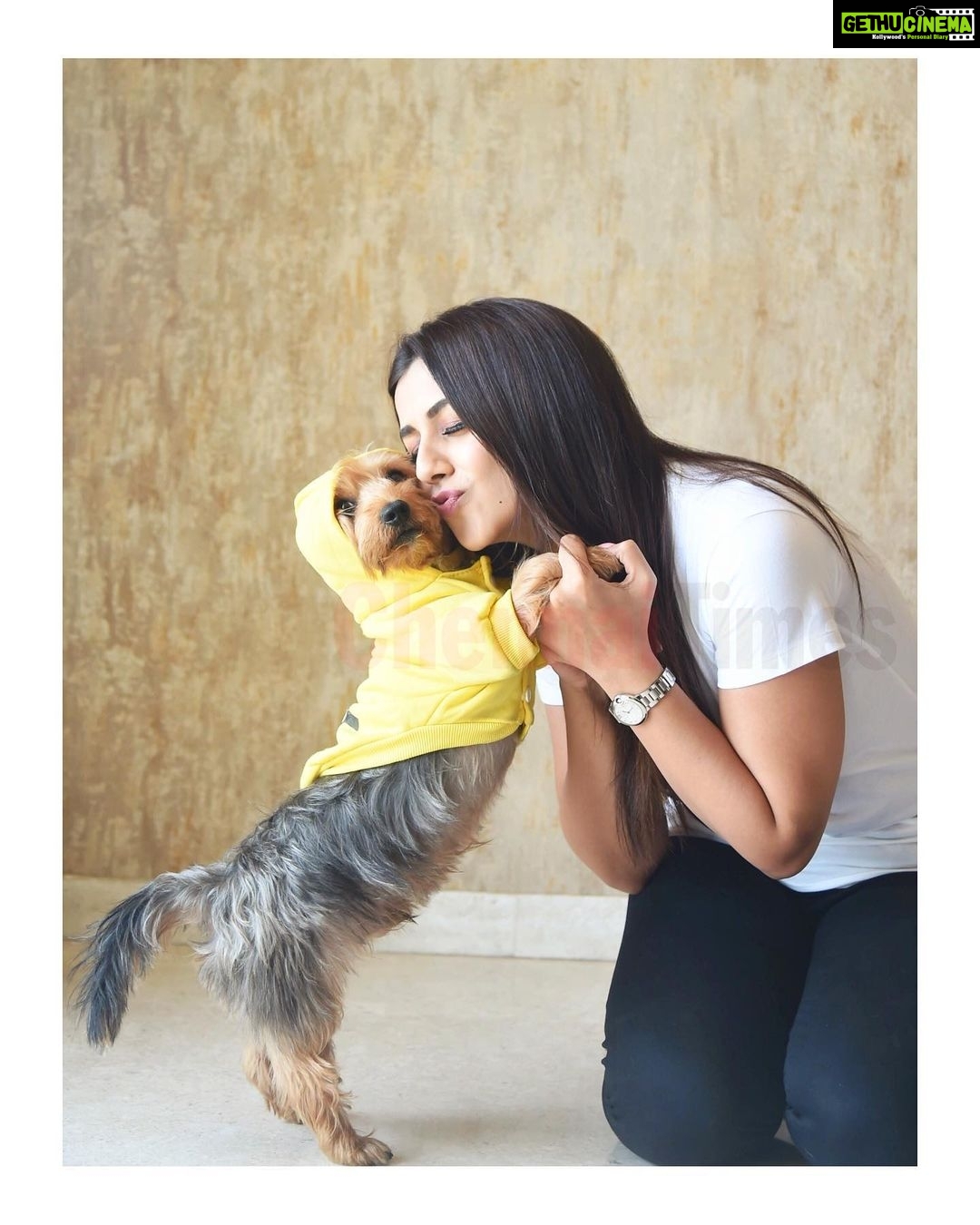 Nikki Galrani Instagram - My little bundle of #Happiness 💛🐶 #BigThingsComeInSmallPackages #KingKong P.C - @chennaitimestoi @praveentyagarajan @sharanya_cr