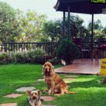 Nikki Galrani Instagram - Those who teach us the most about #Humanity aren’t always Humans ❤️ #MyLifelines #SuchPosers #Champ #KingKong #DogsOfInstagram #CutenessOverload Ooty
