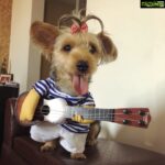 Nikki Galrani Instagram – My lil #Rockstar rocking his new make over 😎 Keeping his hair super short n cute this #Summer 🙈🤣🤣🤣
#SundayVibes #Chilling #KingKong #PlayingDressUp #CutenessOverload #TeaCupYorkie