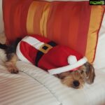 Nikki Galrani Instagram - My lil #Santa ❤ #BundleOfHappiness #BigThingsComeInSmallPackages #Love #KingKong #TeaCupYorkie #Cuteness #MerryChristmas