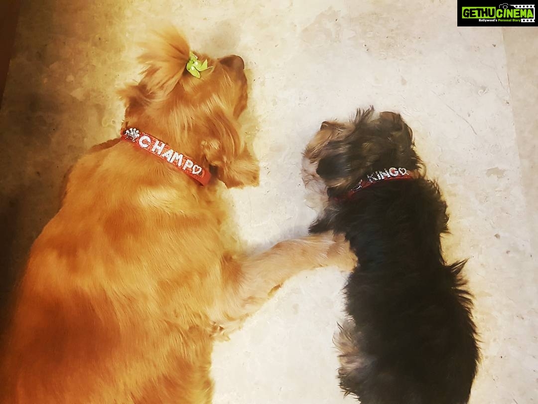 Nikki Galrani Instagram - 'Together' is a wonderful place to be❤❤❤ #Mybabies #Champ #KingKong #CutenessOverLoad #BrothersFromOtherMothers #MissingHome #Mine
