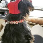 Nikki Galrani Instagram – Guess who’s all set for the promotions of #HaraHaraMahaDevaki ❤❤❤ #KingKong #MyLilHunk #King #TeaCupYorkie 
#HHMD 9 days to goooo😎😎😎