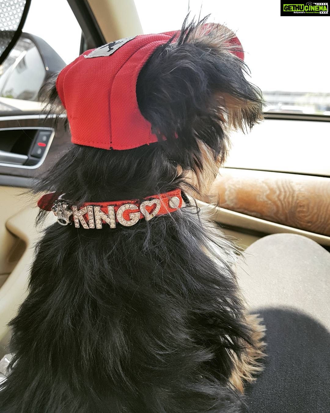 Nikki Galrani Instagram - Guess who's all set for the promotions of #HaraHaraMahaDevaki ❤❤❤ #KingKong #MyLilHunk #King #TeaCupYorkie #HHMD 9 days to goooo😎😎😎