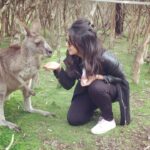 Nikki Galrani Instagram – Feeding the #Kangaroos ❤️❤️❤️ #Australia #TravelDiaries #Adorable #Kangaroo #Melbourne
