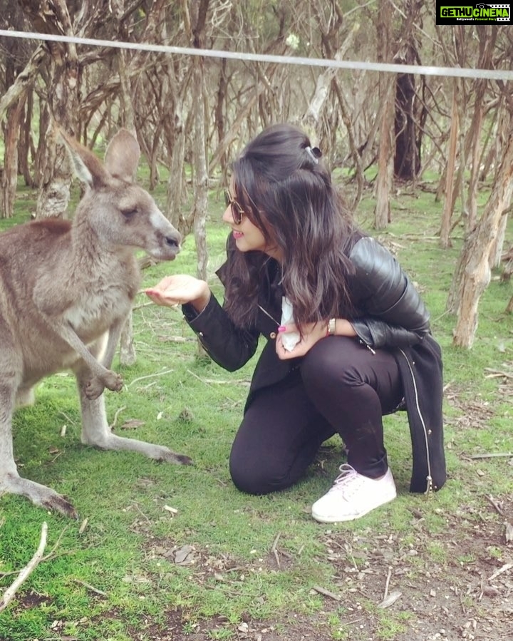 Nikki Galrani Instagram - Feeding the #Kangaroos ❤️❤️❤️ #Australia #TravelDiaries #Adorable #Kangaroo #Melbourne