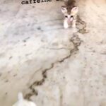 Nivetha Pethuraj Instagram - To all my caffeine freaks #throwback #kittens 🤣