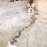 Nivetha Pethuraj Instagram – To all my caffeine freaks #throwback #kittens 🤣