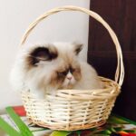 Nivetha Pethuraj Instagram - When she acts all cute #kitten #meh #cat #kitty