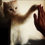 Nivetha Pethuraj Instagram - Hi5 for being my gangsta! The cat partner! #cat #meow #hi5 #gangsta