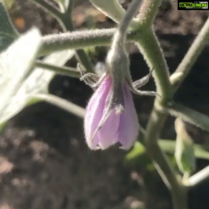 Panchi Bora Instagram - Gardening therapy plus itโs fruits as bonus!! Waiting for eggplants here.. ๐