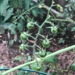 Panchi Bora Instagram – Baby cherry tomatoes in kitchen garden!! 🍅