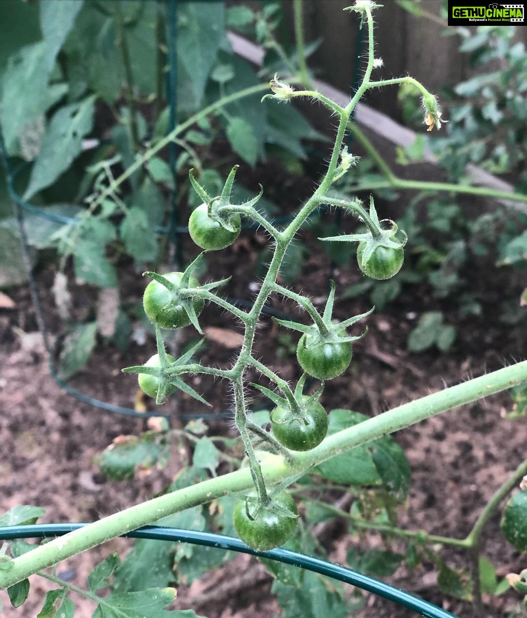 Panchi Bora Instagram - Baby cherry tomatoes in kitchen garden!! 🍅