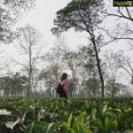 Parvathy Omanakuttan Instagram – In the “Tea Capital” of India 🍃 Nellie, Assam