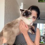 Parvathy Omanakuttan Instagram - Cat woman for life! #jaadu #jaadukijhappi #myblueeyedboy #my💕#😻