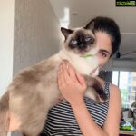 Parvathy Omanakuttan Instagram – Cat woman for life! #jaadu #jaadukijhappi #myblueeyedboy #my💕#😻