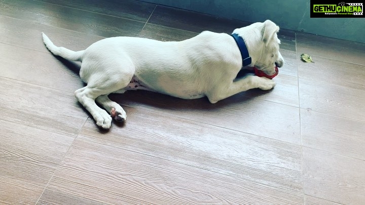 Parvathy Omanakuttan Instagram - Who said only kids love squeekies? 😂 🐶 #puppystories #ranitales #rani #queen