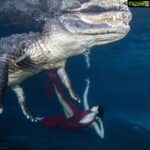 Parvati Melton Instagram – May your joys be as deep as the ocean 🌊💙 
 
My happy place…nature and animal’s 🦋 

📸: @gatorboys_chris 

It was an amazing experience swimming alongside this gator and respectfully observing him in his habitat. He’s extremely graceful and intelligent, he even responds to his own name! Over 8,000 gators are trapped and killed every year, then exploited for their flesh and hides rather than being placed in sanctuaries or relocated. Gators don’t deserve to be killed for living on the land humans took from them.

What’s yours??? Comment ⬇️ 

#gator #alligator #florida #vegan #animallover #wildlife #nature #miami #reptilesofinstagram #underwaterphotography #reptiles #adventure #wild #diver #ocean #happiness #nature #miami #lovenature #miami #appreciatenature  #tollywood #mollywood #Bollywood #kollywood #sandalwood #pollywood