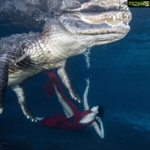 Parvati Melton Instagram - May your joys be as deep as the ocean 🌊💙 
 
My happy place…nature and animal’s 🦋 

📸: @gatorboys_chris 

It was an amazing experience swimming alongside this gator and respectfully observing him in his habitat. He’s extremely graceful and intelligent, he even responds to his own name! Over 8,000 gators are trapped and killed every year, then exploited for their flesh and hides rather than being placed in sanctuaries or relocated. Gators don’t deserve to be killed for living on the land humans took from them.

What’s yours??? Comment ⬇️ 

#gator #alligator #florida #vegan #animallover #wildlife #nature #miami #reptilesofinstagram #underwaterphotography #reptiles #adventure #wild #diver #ocean #happiness #nature #miami #lovenature #miami #appreciatenature  #tollywood #mollywood #Bollywood #kollywood #sandalwood #pollywood
