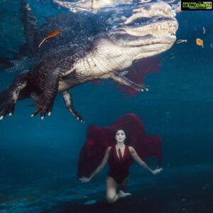 Parvati Melton Instagram - May your joys be as deep as the ocean 🌊💙 
 
My happy place…nature and animal’s 🦋 

📸: @gatorboys_chris 

It was an amazing experience swimming alongside this gator and respectfully observing him in his habitat. He’s extremely graceful and intelligent, he even responds to his own name! Over 8,000 gators are trapped and killed every year, then exploited for their flesh and hides rather than being placed in sanctuaries or relocated. Gators don’t deserve to be killed for living on the land humans took from them.

What’s yours??? Comment ⬇️ 

#gator #alligator #florida #vegan #animallover #wildlife #nature #miami #reptilesofinstagram #underwaterphotography #reptiles #adventure #wild #diver #ocean #happiness #nature #miami #lovenature #miami #appreciatenature  #tollywood #mollywood #Bollywood #kollywood #sandalwood #pollywood