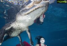 Parvati Melton Instagram - May your joys be as deep as the ocean 🌊💙 My happy place…nature and animal’s 🦋 📸: @gatorboys_chris It was an amazing experience swimming alongside this gator and respectfully observing him in his habitat. He’s extremely graceful and intelligent, he even responds to his own name! Over 8,000 gators are trapped and killed every year, then exploited for their flesh and hides rather than being placed in sanctuaries or relocated. Gators don’t deserve to be killed for living on the land humans took from them. What’s yours??? Comment ⬇️ #gator #alligator #florida #vegan #animallover #wildlife #nature #miami #reptilesofinstagram #underwaterphotography #reptiles #adventure #wild #diver #ocean #happiness #nature #miami #lovenature #miami #appreciatenature #tollywood #mollywood #Bollywood #kollywood #sandalwood #pollywood