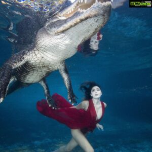 Parvati Melton Instagram - May your joys be as deep as the ocean 🌊💙 
 
My happy place…nature and animal’s 🦋 

📸: @gatorboys_chris 

It was an amazing experience swimming alongside this gator and respectfully observing him in his habitat. He’s extremely graceful and intelligent, he even responds to his own name! Over 8,000 gators are trapped and killed every year, then exploited for their flesh and hides rather than being placed in sanctuaries or relocated. Gators don’t deserve to be killed for living on the land humans took from them.

What’s yours??? Comment ⬇️ 

#gator #alligator #florida #vegan #animallover #wildlife #nature #miami #reptilesofinstagram #underwaterphotography #reptiles #adventure #wild #diver #ocean #happiness #nature #miami #lovenature #miami #appreciatenature  #tollywood #mollywood #Bollywood #kollywood #sandalwood #pollywood