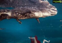 Parvati Melton Instagram - May your joys be as deep as the ocean 🌊💙 My happy place…nature and animal’s 🦋 📸: @gatorboys_chris It was an amazing experience swimming alongside this gator and respectfully observing him in his habitat. He’s extremely graceful and intelligent, he even responds to his own name! Over 8,000 gators are trapped and killed every year, then exploited for their flesh and hides rather than being placed in sanctuaries or relocated. Gators don’t deserve to be killed for living on the land humans took from them. What’s yours??? Comment ⬇️ #gator #alligator #florida #vegan #animallover #wildlife #nature #miami #reptilesofinstagram #underwaterphotography #reptiles #adventure #wild #diver #ocean #happiness #nature #miami #lovenature #miami #appreciatenature #tollywood #mollywood #Bollywood #kollywood #sandalwood #pollywood