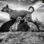 Pooja Devariya Instagram – A picture speaks a thousand words. Shot this one during our morning walk on the beach. Mumma bow-bow walked in front of us while we sat plonked on the sand, watching the sun rise. It was just seconds before all the puppers gathered around for a tummy fill and mumma bow bow silently spoke to us with her eyes.
.
To all the photographers out there who tell us stories, move worlds, make changes and do so much more with just a frame; To all the photographers I have worked with, Happy World Photography Day.
.
#shotoniphone #iphone #worldphotographyday #india #photography #photographers #nature #photo #mobilephotography #naturephotography #photographer #click #travelphotography #viscom #studiophotography #mobilephotographer #picture #trendingphotography #sunshine #graphic #vivov #pro #widelifephotography #photoshoot #dogsofinstagram #puppy #blackandwhitephotography