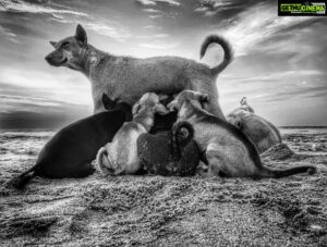 Pooja Devariya Instagram - A picture speaks a thousand words. Shot this one during our morning walk on the beach. Mumma bow-bow walked in front of us while we sat plonked on the sand, watching the sun rise. It was just seconds before all the puppers gathered around for a tummy fill and mumma bow bow silently spoke to us with her eyes.
.
To all the photographers out there who tell us stories, move worlds, make changes and do so much more with just a frame; To all the photographers I have worked with, Happy World Photography Day.
.
#shotoniphone #iphone #worldphotographyday #india #photography #photographers #nature #photo #mobilephotography #naturephotography #photographer #click #travelphotography #viscom #studiophotography #mobilephotographer #picture #trendingphotography #sunshine #graphic #vivov #pro #widelifephotography #photoshoot #dogsofinstagram #puppy #blackandwhitephotography