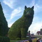 Prachi Deasi Instagram - #CAT #IGotMyEyesOnYou #ThroughMyLens #Latergram #Latepost #fav #favourite #love #cats #nature #dubai Dubai Miracle Garden