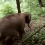 Prachi Deasi Instagram - Rolling into #Monday morning like . . 🐘 🤣
