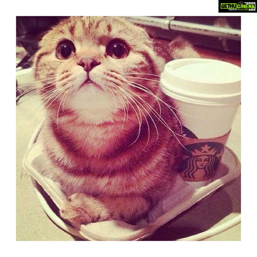 Prachi Deasi Instagram - I wish @starbucks served me this with my coffee ☕️😻😽😛