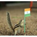 Prachi Deasi Instagram - The cutest patriot 🐿 🇮🇳 #india #independenceday #indian
