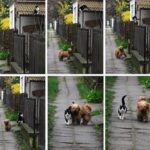 Prachi Deasi Instagram - Their little story ❤️ Every day, at the same time, she waits for him. He comes… and they go for a walk..