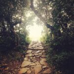 Prachi Deasi Instagram – #somewhere #faraway #inthewoods #enticing #SacredGroves #beautiful #shillong #RockOn2 Mawphlang Sacred Grove