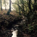 Prachi Deasi Instagram – #somewhere #faraway #SacredGroves #beautiful #shillong #RockOn2 Mawphlang Sacred Grove