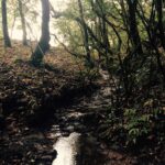 Prachi Deasi Instagram - #somewhere #faraway #SacredGroves #beautiful #shillong #RockOn2 Mawphlang Sacred Grove