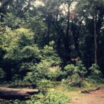 Prachi Deasi Instagram - #somewhere #faraway #SacredGroves #shillong #RockOn2 Mawphlang Sacred Grove