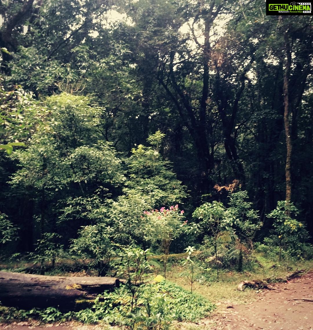 Prachi Deasi Instagram - #somewhere #faraway #SacredGroves #shillong #RockOn2 Mawphlang Sacred Grove