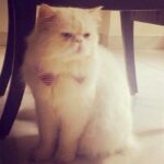 Prachi Deasi Instagram - Ain't we red carpet ready eh? :p #TheZorroDiaries #Persian #Cat #Adorable