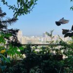 Prachi Deasi Instagram - Captured the sight of this bird in flight on my phone camera while appreciating mommy’s created little heaven amidst our concrete jungle on Earth Day 🌍🌿🌼💙 and so does little Ms.Pigeon 🐦 #EarthDay #Gratitude #ForeverGrateful #heavenonearth #PollutionFree #Balcony #garden #photography #phonephotography #Earth #love #BalconyGarden #Birds #pigeon #picoftheday #quarantine #day #india #mumbai #nature #naturephotography #nofilter #beautiful #birdsofinstagram #birdphotography #birdinflight Home