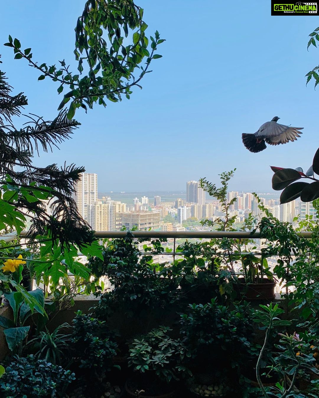 Prachi Deasi Instagram - Captured the sight of this bird in flight on my phone camera while appreciating mommyโs created little heaven amidst our concrete jungle on Earth Day ๐๐ฟ๐ผ๐ and so does little Ms.Pigeon ๐ฆ #EarthDay #Gratitude #ForeverGrateful #heavenonearth #PollutionFree #Balcony #garden #photography #phonephotography #Earth #love #BalconyGarden #Birds #pigeon #picoftheday #quarantine #day #india #mumbai #nature #naturephotography #nofilter #beautiful #birdsofinstagram #birdphotography #birdinflight Home