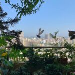 Prachi Deasi Instagram - Captured the sight of this bird in flight on my phone camera while appreciating mommy’s created little heaven amidst our concrete jungle on Earth Day 🌍🌿🌼💙 and so does little Ms.Pigeon 🐦 #EarthDay #Gratitude #ForeverGrateful #heavenonearth #PollutionFree #Balcony #garden #photography #phonephotography #Earth #love #BalconyGarden #Birds #pigeon #picoftheday #quarantine #day #india #mumbai #nature #naturephotography #nofilter #beautiful #birdsofinstagram #birdphotography #birdinflight Home