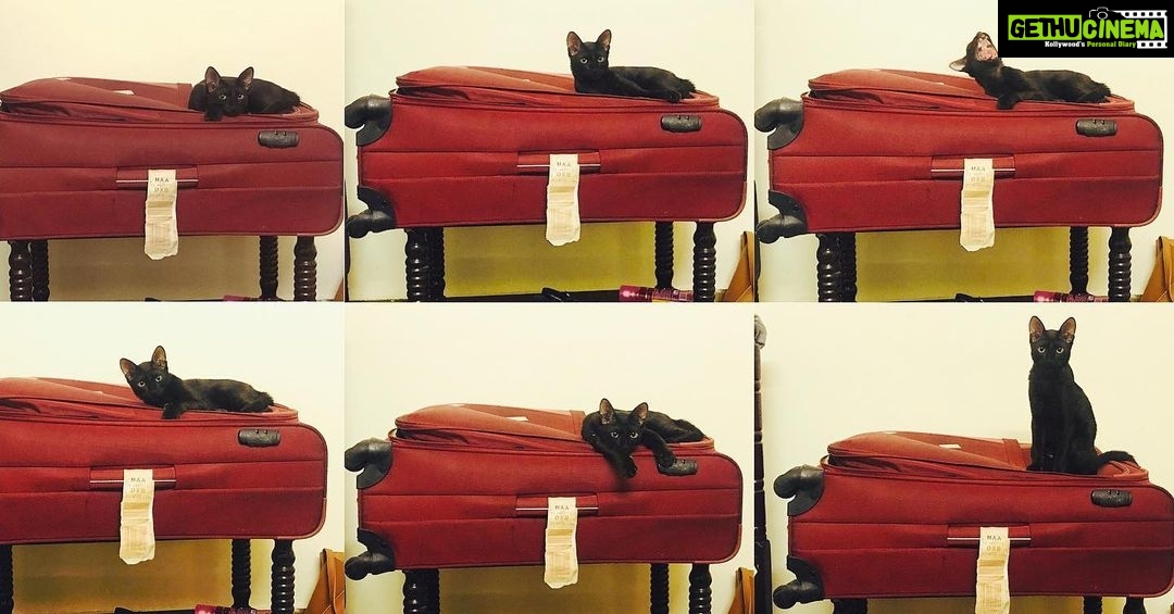 Raiza Wilson Instagram - Either he wants to go on a holiday, Or he wants me to pack my bags and leave. #moodsoflilo