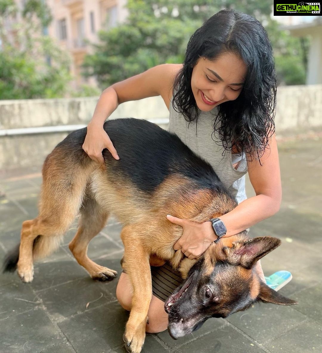 Ramya Subramanian Instagram - Been a while since I showed you all my cutie 🥰♥️😘. #HeroLove #TrueLove #MyInseperable #BAE #gsd #germanshepherd #gsdofinstagram #gsdlove #gsdlife #dogstagram #gsdstagram #dogoftheday #doglover
