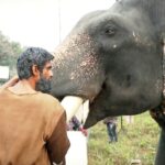 Rana Daggubati Instagram - Who was the most loved cast member on the sets of #HaathiMereSaathi? Hint: He's indeed a BIG star! Here's a sneak peek for you to find out! . . Watch Haathi Mere Saathi, in theatres on April 02. . . @erosnow @prabusolomonofficial @pulkitsamrat @shriya.pilgaonkar @zyhssn #erosinternational #savetheforest🐘 #haathi #hmsbts